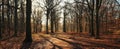 The serene forest pathway illuminated by morning sunlight and autumn foliage. AI generated image Royalty Free Stock Photo