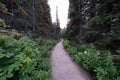 Serene Forest Pathway