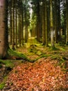 Serene forest pathway surrounded by tall trees and moss-covered ground in Brilon, Germany Royalty Free Stock Photo
