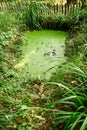 Serene Forest Pond Covered with Green Algae and Surrounded by Lush Vegetation Royalty Free Stock Photo