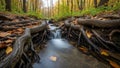 A landscape surrounded by thick tree roots. Autumn leaves drift on Royalty Free Stock Photo