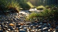 Serene Sunrise: Pine Branch on Pebbles by the Creek Royalty Free Stock Photo