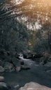 A serene forest scene with a meandering river, lush greenery, and a tranquil atmosphere. Royalty Free Stock Photo