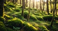Lush Green Moss Covered Forest Floor with Sunlight Filtering Through Tall Trees in Nature Royalty Free Stock Photo