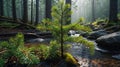 Young Spruce Sapling by Forest Stream in Misty Morning Royalty Free Stock Photo