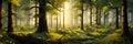 Serene Forest Scene With Tall Trees And Dappled Sunlight