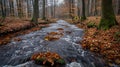 Serene forest stream with fallen leaves and moss covered twigs in a tranquil natural setting