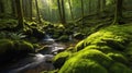 Lush Green Forest with Mossy Rocks and a Flowing Stream of Water Royalty Free Stock Photo