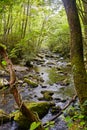 Serene Forest Stream with Mossy Rocks in Smoky Mountains Royalty Free Stock Photo