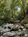 Serene Forest Streambed