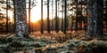 Serene forest sunrise with sunlight through trees and moss-covered ground Royalty Free Stock Photo