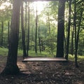 Serene forest swing set at dawn Royalty Free Stock Photo