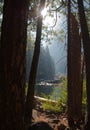 Serene forest view Yosemite Valley Yosemite National Park