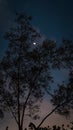 Serene Full Moon Behind Tree Branches Silhouette at Dusk Royalty Free Stock Photo