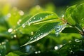 Serene Garden Oasis: Captivating Macro Shot of Water Droplets on Vibrant Green Leaves