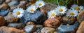 Serene garden scene with white daisies a message spelled out in rocks. Concept Garden Photography, Nature Elements, Rock Message,