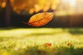 A serene garden on a sunny afternoon features a leaf floating above the grass Royalty Free Stock Photo