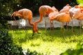 A Serene Gathering of Pink Flamingos on a Vibrant Green Meadow Royalty Free Stock Photo