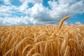 Serene Golden Wheat Field Ready for Harvest Under Clear Blue Sky with White Clouds Royalty Free Stock Photo