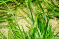 This serene grass scene with surrounding pebbles is an uplifting and positive symbol for peace and life. Mother nature is a wonder