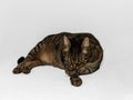 Serene Gray and Brown Tabby Cat Grooms in Relaxed Pose on Gray Background