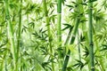 Serene Green Bamboo Background