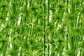 Serene Green Bamboo Background