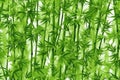 Serene Green Bamboo Background