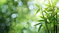 Serene Green Bamboo Stems on Blurred Background - Perfect Space for Text Royalty Free Stock Photo