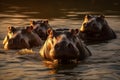Serene hippos enjoying the mesmerizing sunset in the african savannahs warm golden glow Royalty Free Stock Photo