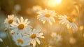 A Sunlit Field of Daisies Royalty Free Stock Photo