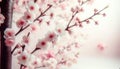 Elegant Cherry Blossoms in Soft Light, AI Generated Royalty Free Stock Photo