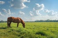 Peaceful brown horse grazing in a lush green meadow under a blue sky with fluffy clouds Royalty Free Stock Photo