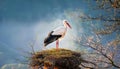 Majestic White Stork Perched atop Blossoming Tree in the Heart of Springtimes Vibrancy, Embracing the Dawn with Warmth and Royalty Free Stock Photo