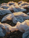Compost windrows covered with breathable fabric for optimal decomposition Royalty Free Stock Photo