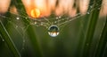 Dew Drop on Spider Web at Sunrise with Reflection Royalty Free Stock Photo