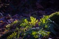 Sunlight Filtering Through Forest Ferns Royalty Free Stock Photo