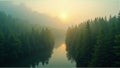 Misty Pine Forest at Dawn Royalty Free Stock Photo