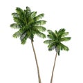 Coconut palm tree isolated on white background Royalty Free Stock Photo