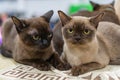 A serene image of two Siamese cats, one facing the other, both sitting on a patterned surface The cats are medium-sized, muscular Royalty Free Stock Photo