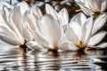 serene image of white lilies in water