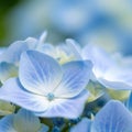 Soft focus close up of delicate blue hydrangea flower petals with gentle lighting and a dreamy bokeh background Royalty Free Stock Photo