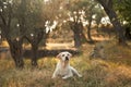 A serene Labrador Retriever dog rests in a sun-dappled olive grove