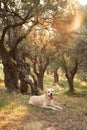 A serene Labrador Retriever dog rests in a sun-dappled olive grove