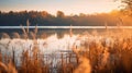 Serene Autumn Wetland: A Tranquil Scene Of Vibrant Colors Royalty Free Stock Photo