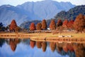 Serene landscape of autumn trees in Taiwan in early morning