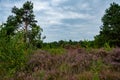 Heather Fields with Pine Trees Under Cloudy Skies Royalty Free Stock Photo