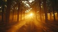 Serene landscape featuring dense grove of palm trees illuminated by warm sunlight. Rays of light filter through foliage, creating Royalty Free Stock Photo