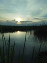 Peaceful Sunset Reflection over a Calm Swampy Wetland Royalty Free Stock Photo