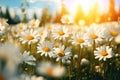 A serene landscape featuring a vast field filled with mature white daisies, illuminated by the radiant sun, The landscape of white